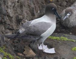 Sooty albatross: A sooty albatross on a ledge with its chick